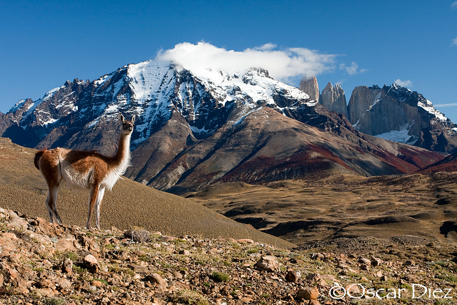 Guanaco in their environment