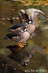 Bronze-winged Duck <i>(Anas specularis)</i>