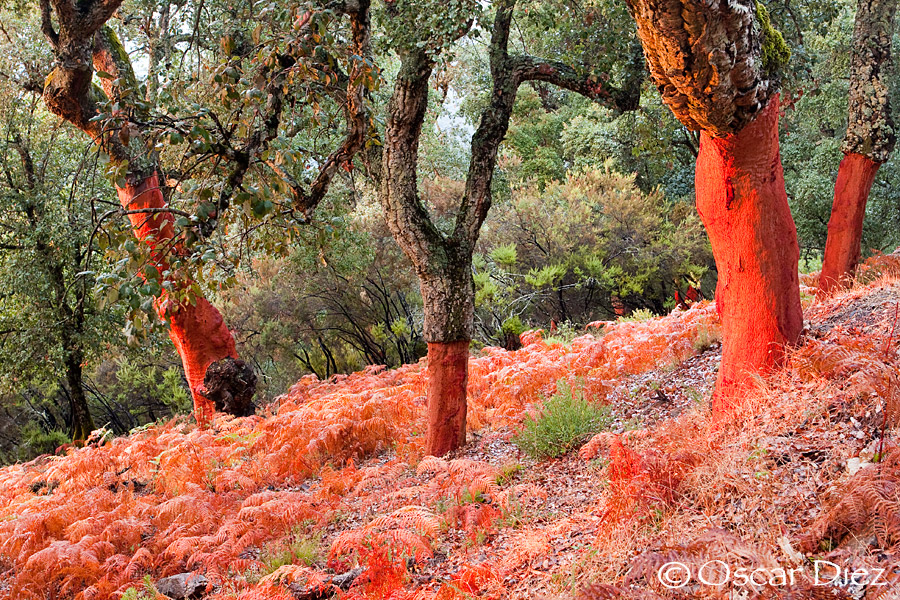 Parque natural de los alcornocales