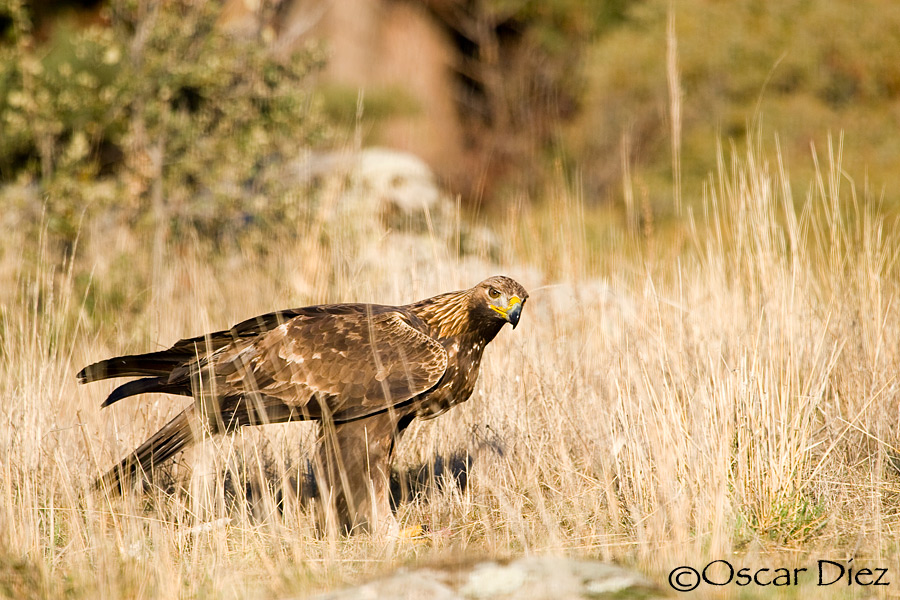 Golden Eagle male <i>(Aquila chrysaetos)</i>