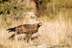 Águila Real macho <i>(Aquila chrysaetos)</i>