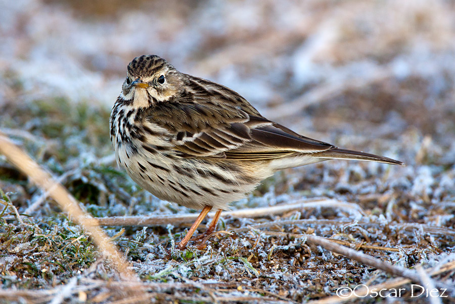 Meadow Pipit <i>(Anthus pratensis)</i>
