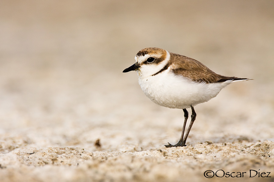 Chorlitejo Patinegro<i> (Charadrius alexandrinus)</i>