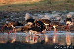 Group of eight black storks <i>(Ciconia nigra)</i>