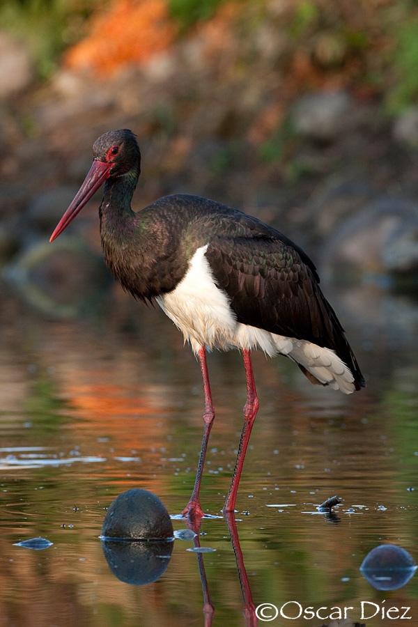 Black Stork <i>(Ciconia nigra)</i>