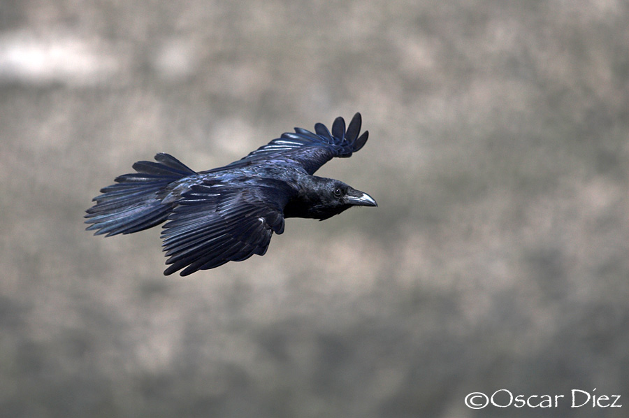 Carrion Crow <i>(Corvus corone)</i>