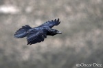 Corneja Negra <i>(Corvus corone)</i>