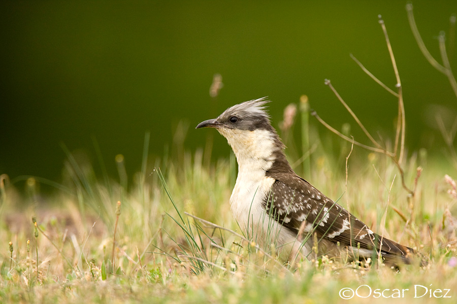 Great Spotted Cuckoo <i>(Clamator glandarius)</i>