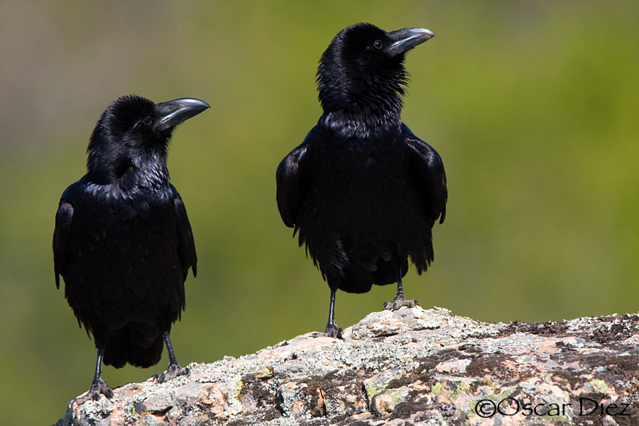 Cuervos <i>(Corvus corax)</i>