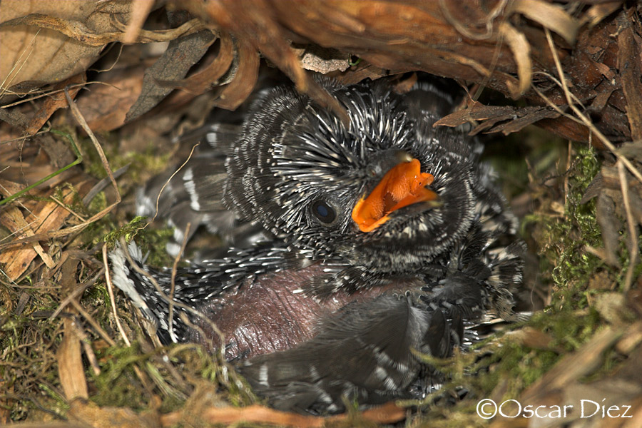 Breeding Common Cuckoo <i>(Cuculus canorus)</i>