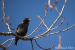 European Starling <i>(Sturnus vulgaris)</i>