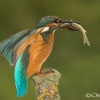 Kingfisher with fattening <i>(Alcedo atthis)</i>