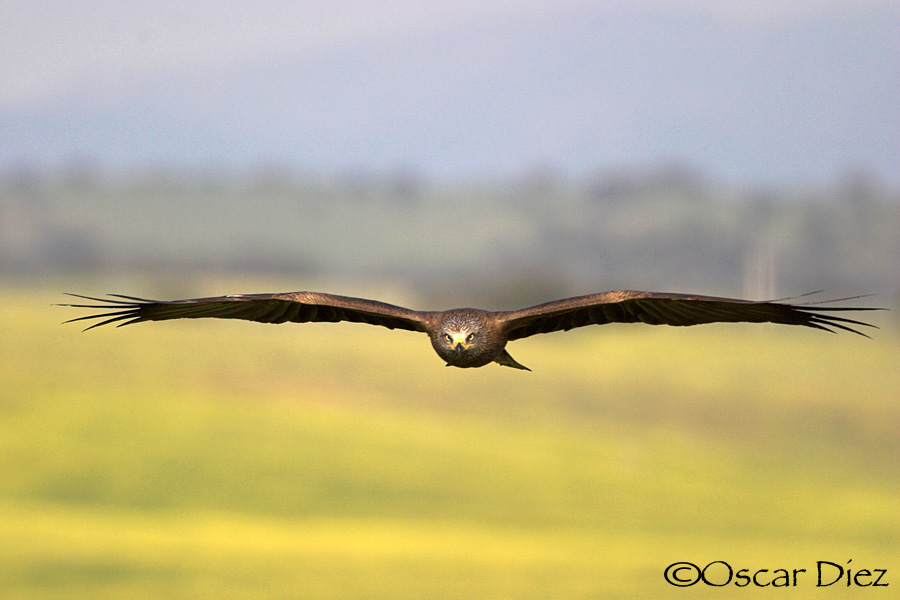 Black Kite flight <i>(Milvus migrans)</i>