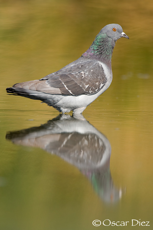 Rock Pigeon <i> (Columba livia)</i>