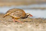 Red-legged Partridge<i> (Alectoris rufa)</i>
