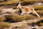 Sweeping Spanish ibex