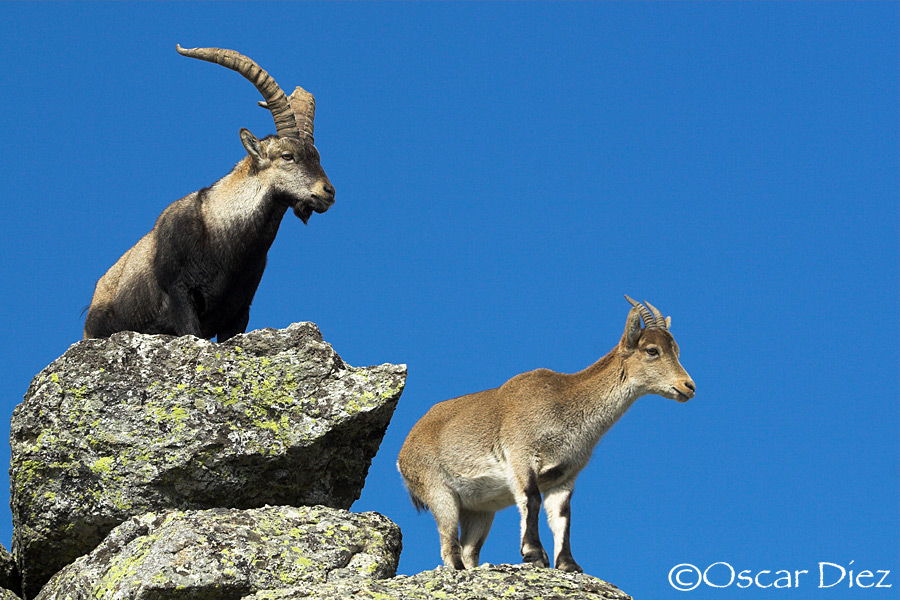 Pair of Spanish ibex