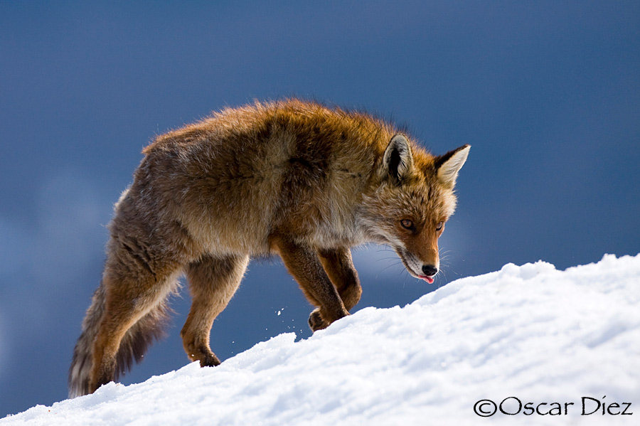 Red Fox in the snow <i>(Vulpes vulpes)</i>