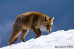 Red Fox in the snow <i>(Vulpes vulpes)</i>