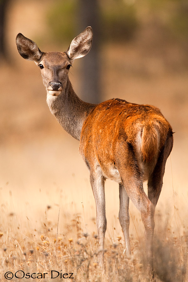 Red Deer female