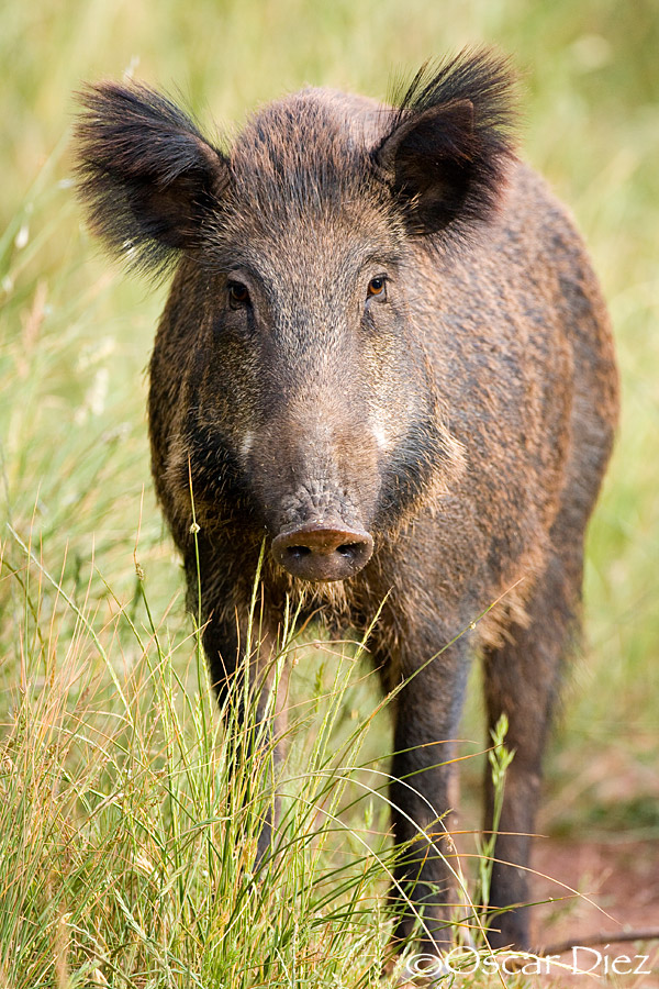 Wild boar female <I>(Sus scrofa)</i>