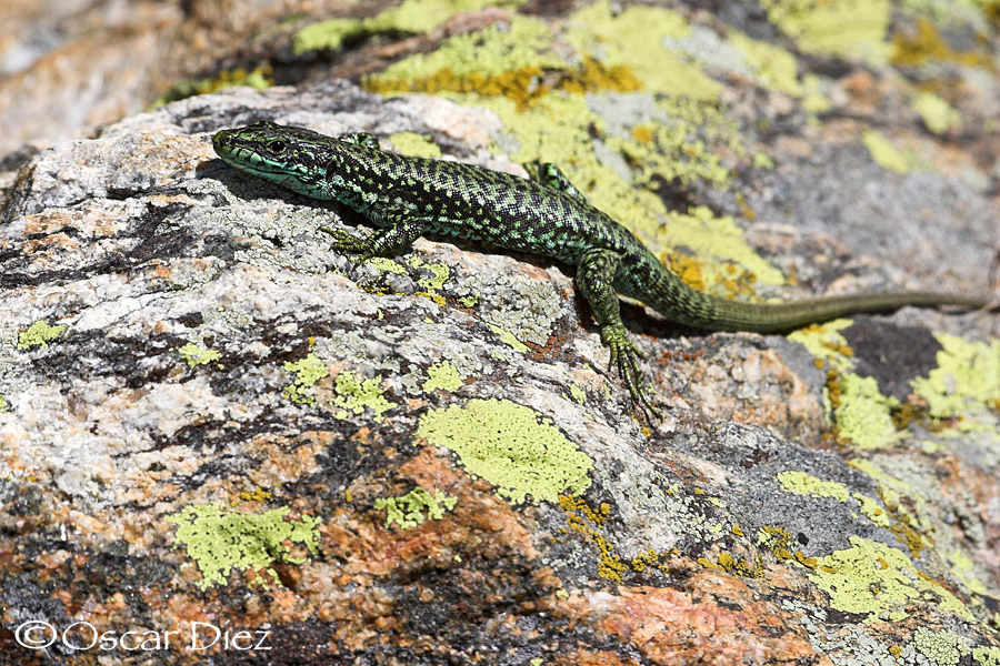 Iberian Rock Lizard <i>(Iberolacerta cyreni)</i>