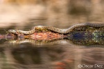 Viperine water snake <i>(Natrix maura)</i>