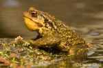 Common toad <i>(Bufo bufo)</i>