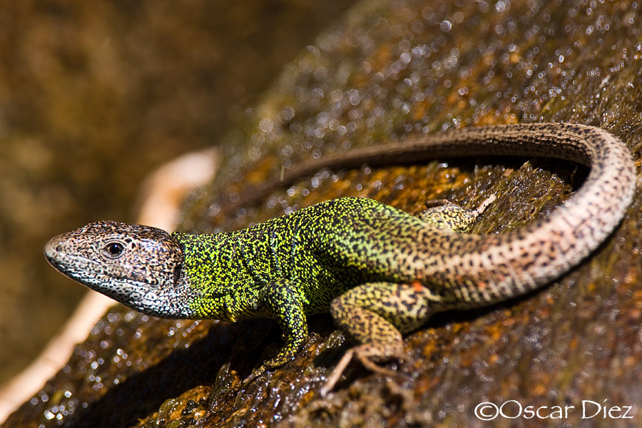 Iberian Emerald Lizard <i>(Lacerta schreiberi)</i>