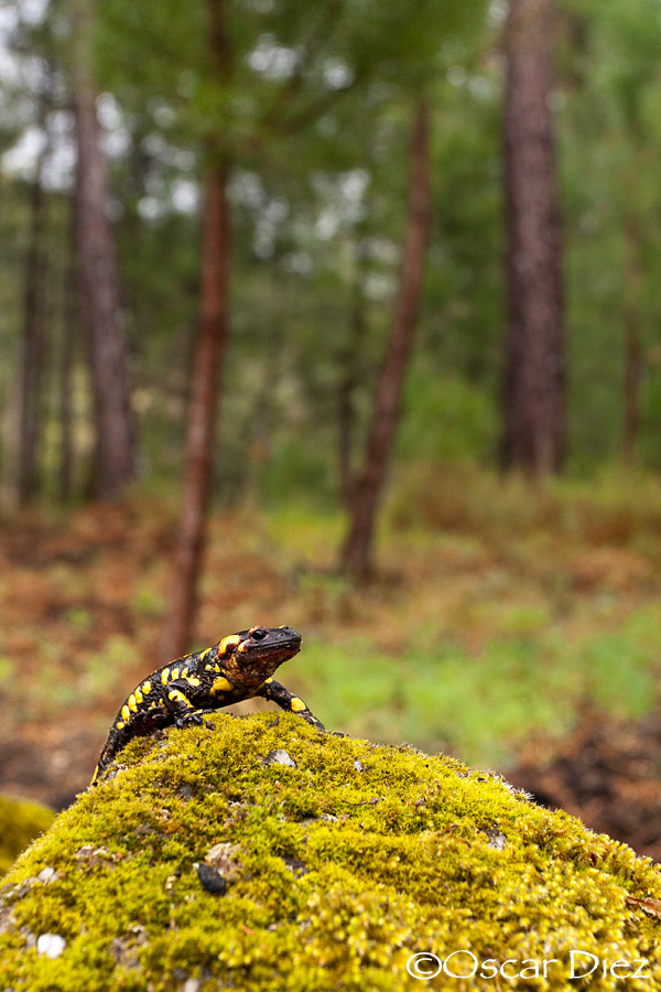Fire Salamander in the environment