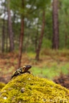 Salamandra en su entorno