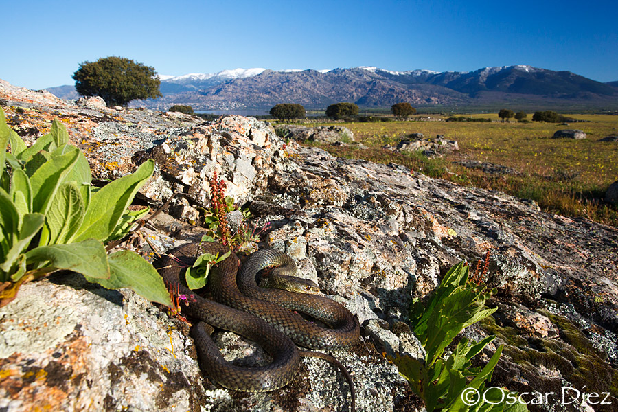 Montpellier snake <i>(Malpolon monspessulanus)</i>