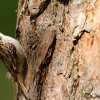 Agateador Común <i>(Certhia brachydactyla)</i>