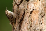 Agateador Común <i>(Certhia brachydactyla)</i>
