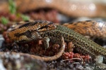 Culebra lisa meridional comiendose una lagartija (Coronella girondica)</i>
