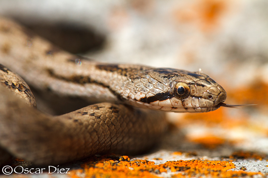 Southern smooth snake <i>(Coronella girondica)</i>