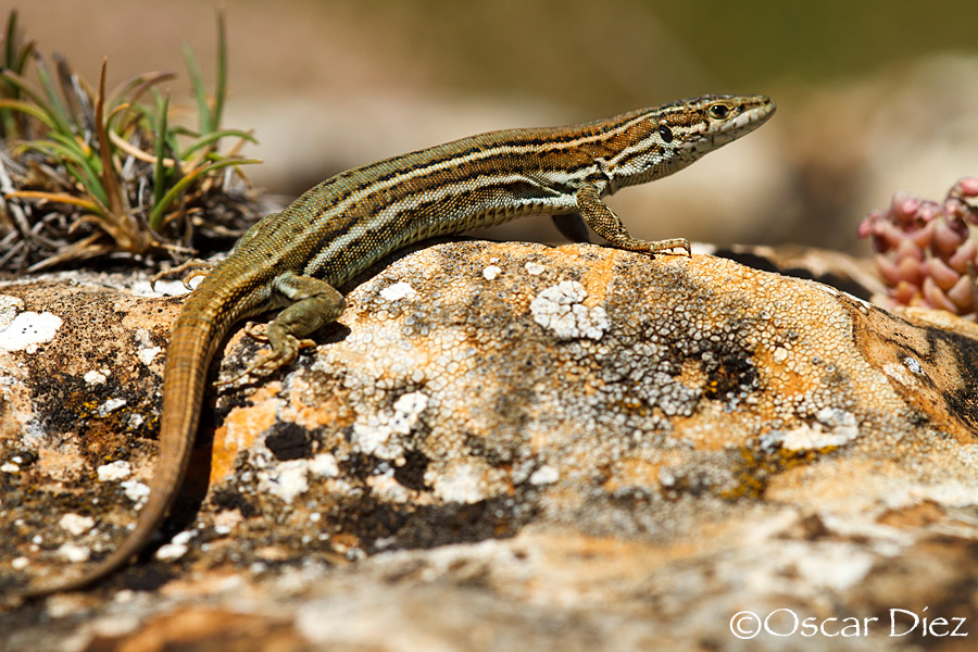 Iberian Wall Lizard <i>(Podarcis hispanicus)</i>