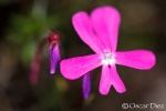 Violeta de Cazorla <i>(Viola cazorlensis)</i>