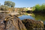Viperine water snake in the environment <i>(Natrix maura)</i>