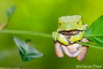 Giant leaf frog <i>(Phyllomedusa bincolor)</i>