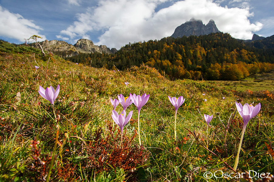 Crocus in the environment
