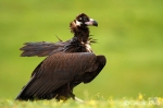 Cinereous Vulture <i>(Aegypius monachus)</i>
