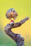 Cernicalo Vulgar macho <i> (Falco tinnunculus) </i>
