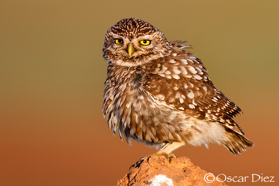 Little owl <i> (Athene noctua) </i>