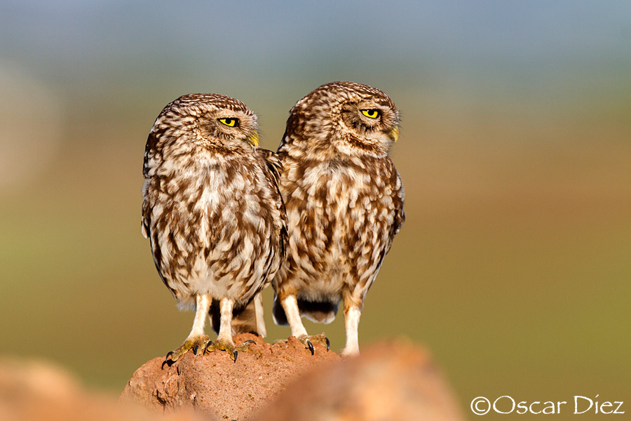 Little owl pair <i> (Athene noctua) </i>
