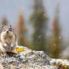 Golden-mantled ground squirrel <i> (Spermophilus laterals) </i>