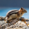 Golden-mantled ground squirrel <i> (Spermophilus laterals) </i>