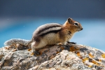 Golden-mantled ground squirrel <i> (Spermophilus laterals) </i>