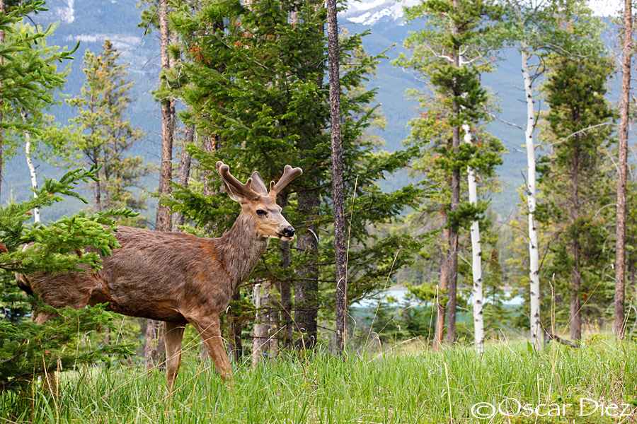 White-tailed deer in the environment <i>(Odocoileus virginianus)</i>