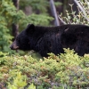 Oso negro macho <i> (Ursus americanus)</i>